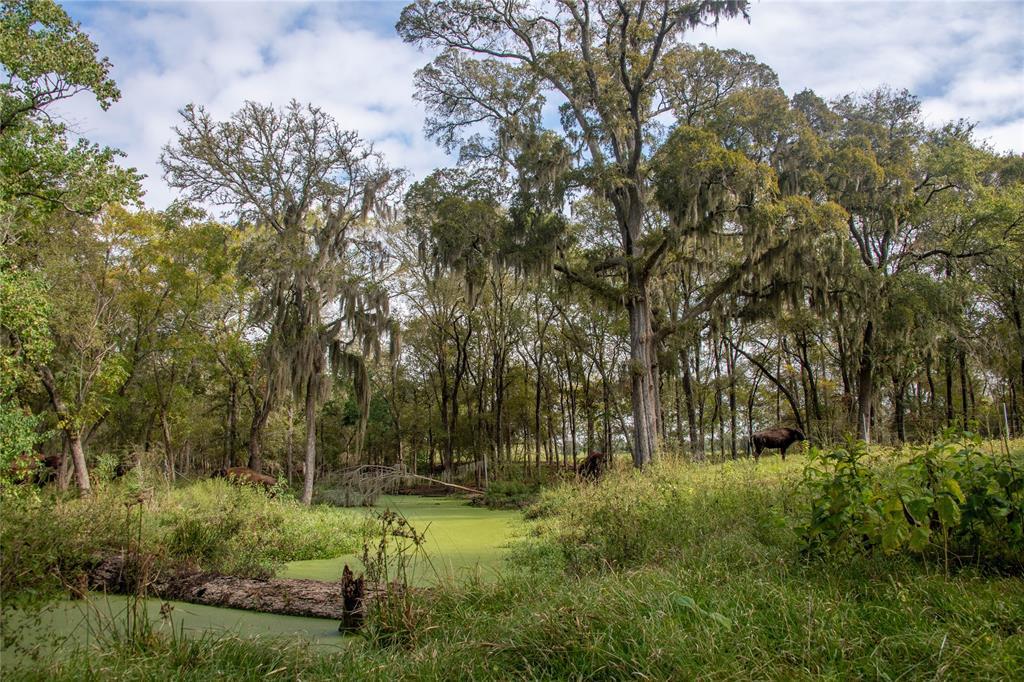 One of the flowing CREEK bottoms located on the 1,408 +/- acre ranch.