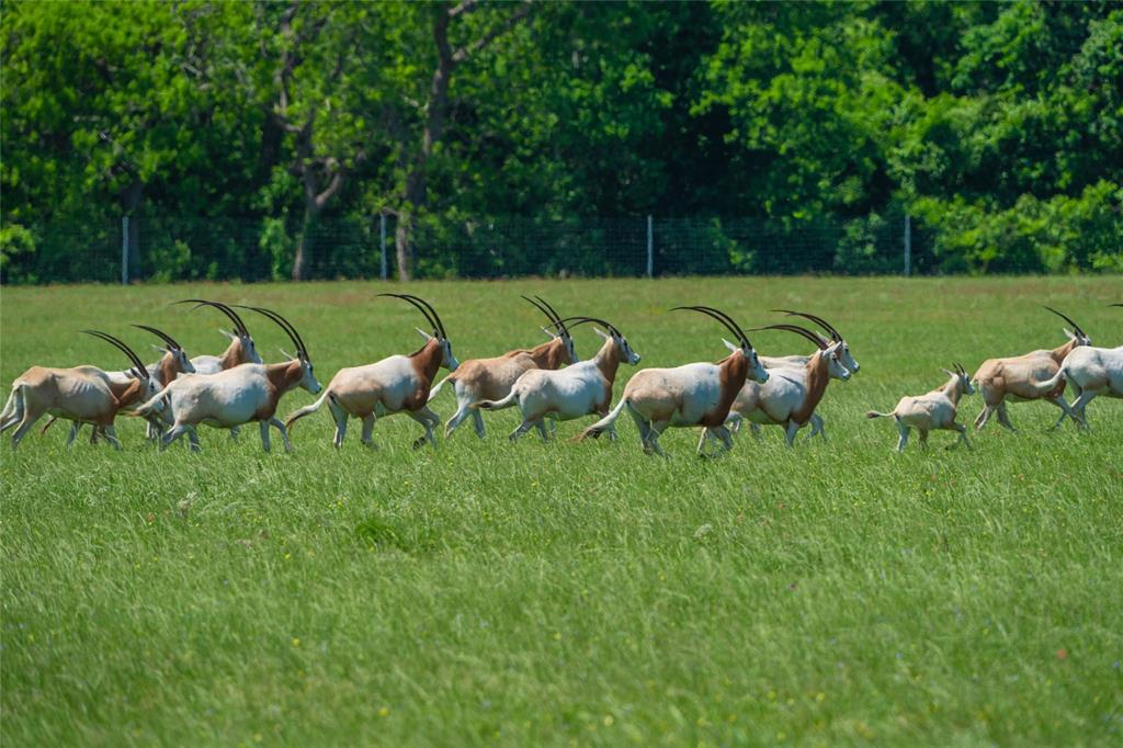 Numerous open pastures within the high fenced ranch provide for the introduction of improved genetics!